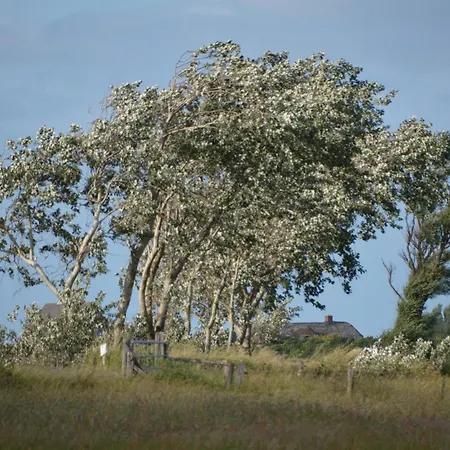 Schardeichhof Meyer Pellworm