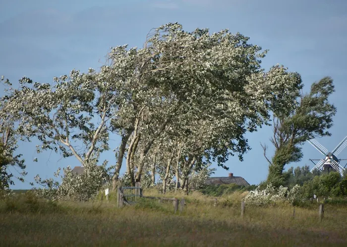Schardeichhof Meyer Pellworm